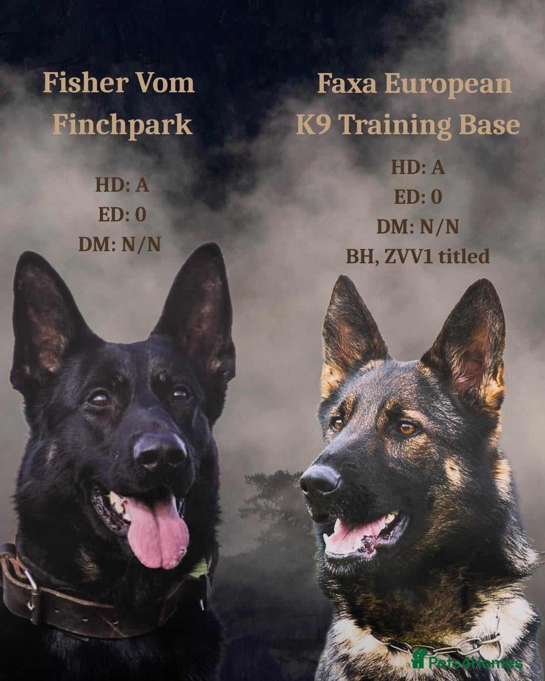 German Shepherd dogs Europe’s Elite line bred pedigree  - Advert 1