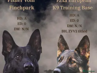 German Shepherd dogs for sale: Europe’s Elite line bred pedigree - Advert 2