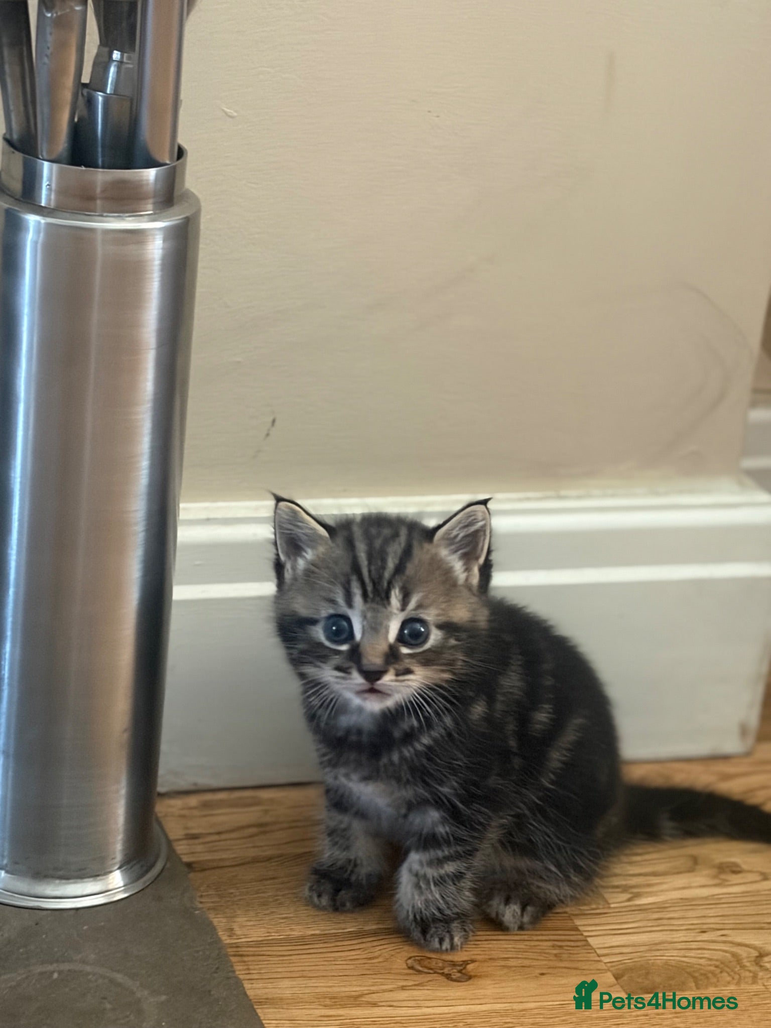 British Shorthair cats Gorgeous tabby kittens - Advert 4