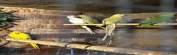 Mixed Breed birds for sale: Birds for sale *read description*  - Advert 12