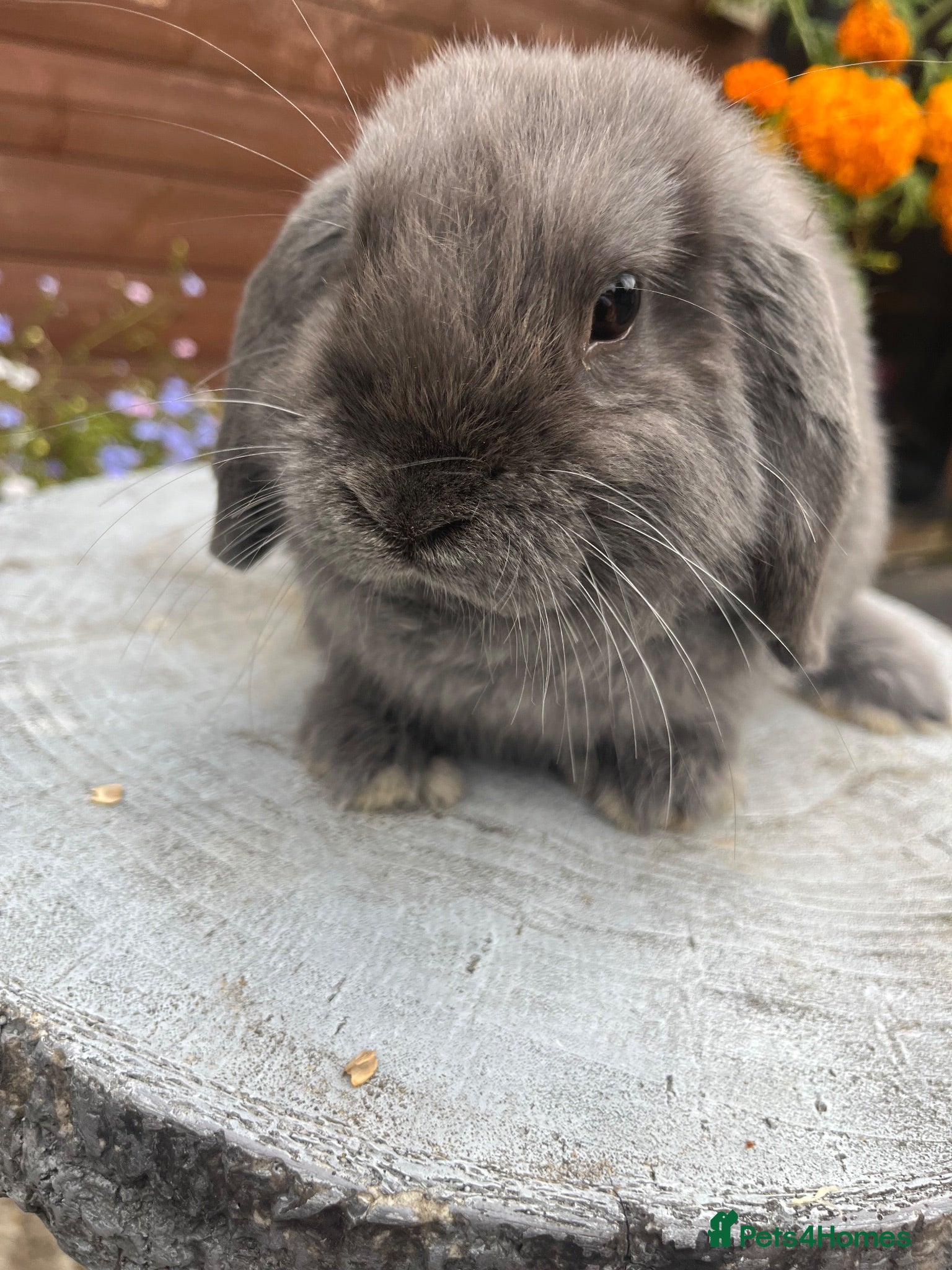 Mini Lop rabbits Stunning Mini lops ready to go now  - Advert 16