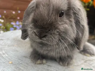 Mini Lop rabbits Stunning Mini lops ready to go now - Advert 16