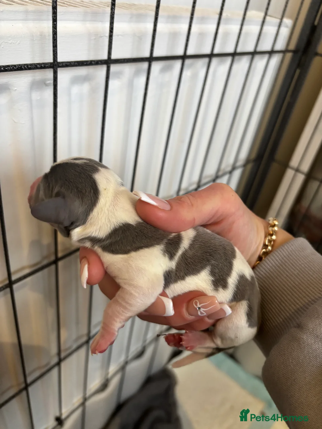 Dachshund dogs for sale: Miniature dashaund - Advert 13