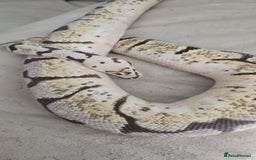 Python Snake reptiles for sale: Ball pythons for sale - Image 4