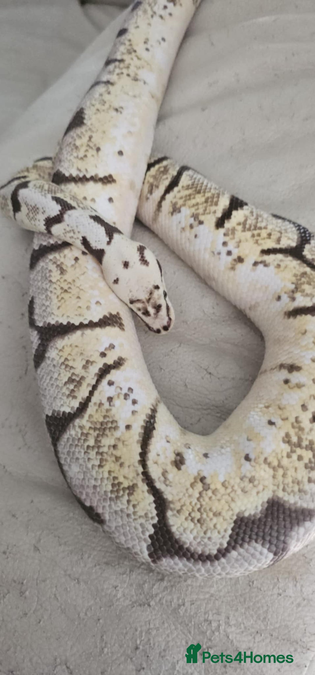 Python Snake reptiles for sale: Ball pythons for sale - Image 4
