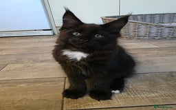 Maine Coon cats for sale: 2 Girls & 1 Boy Left ❤️ GCCF Maine Coon kittens  - Image 7