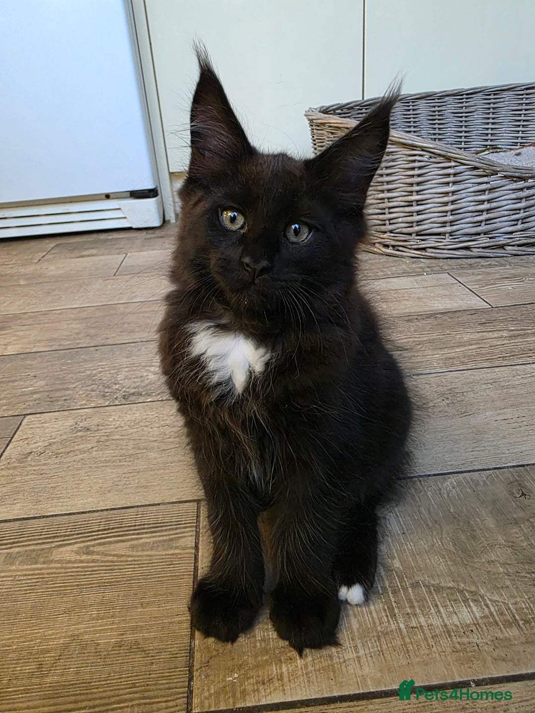 Maine Coon cats for sale: 2 Girls & 1 Boy Left ❤️ GCCF Maine Coon kittens  - Image 7