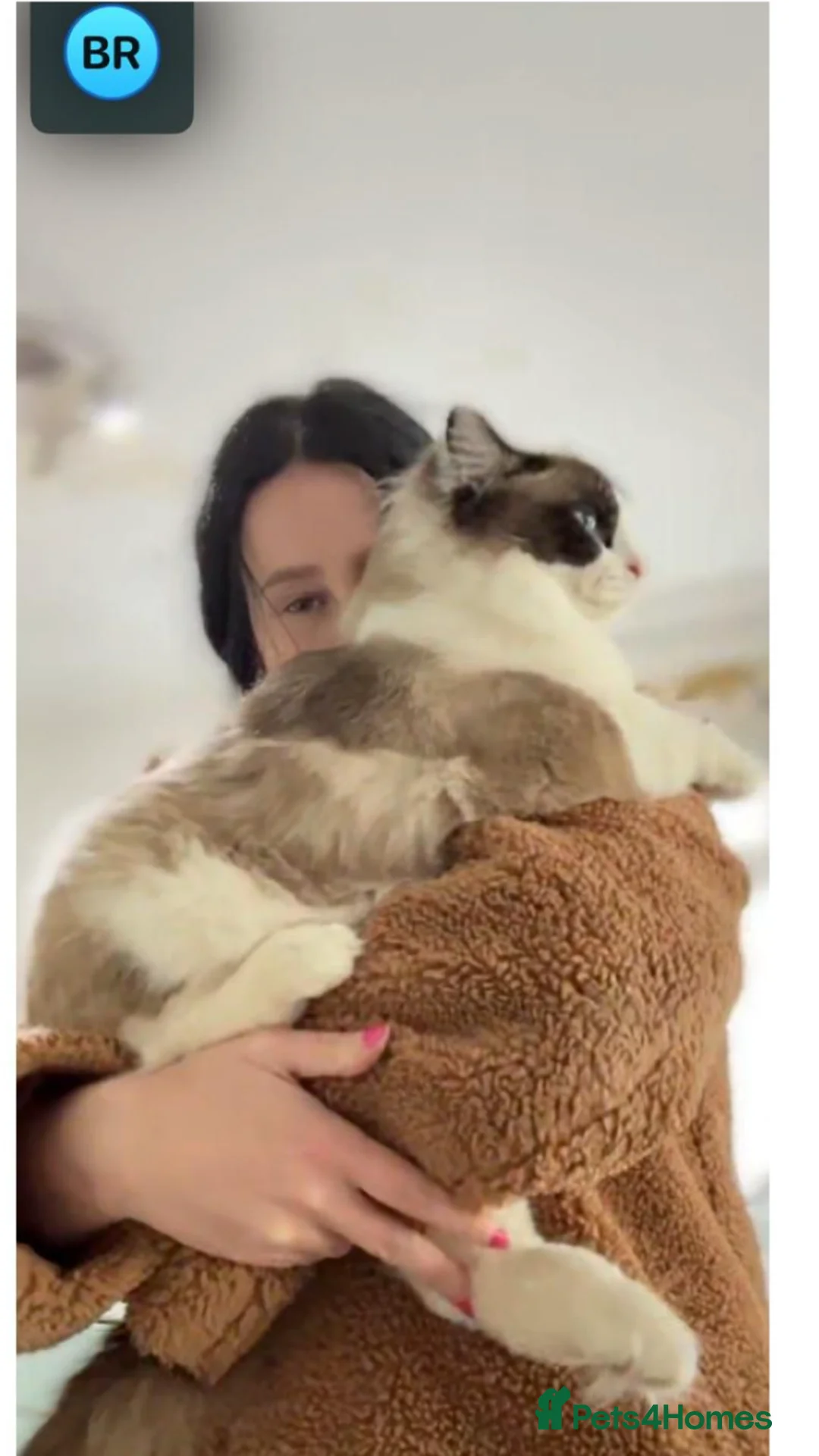 Ragdoll cats for stud: Stunning Blue Ragdoll Stud in Cullompton - Advert 8