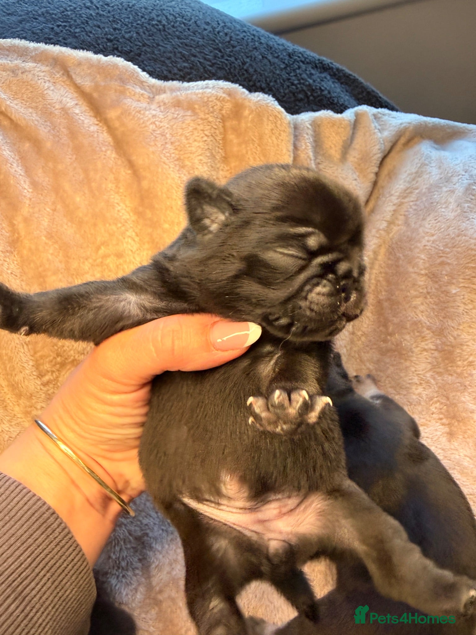 Pug dogs  Stunning Panda Pug Puppies - Excellent Bloodlines - Advert 1