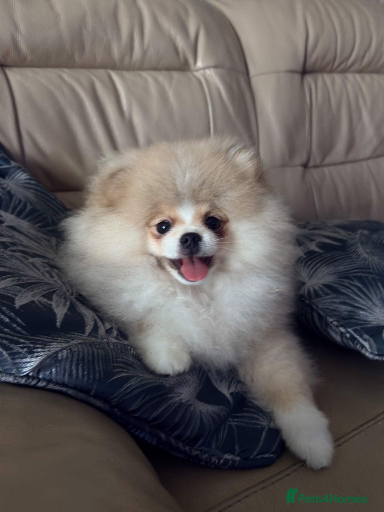 Pomeranian dogs Stunning Teddy Bear,KC Registered,Fluffy & Loving  - Advert 6