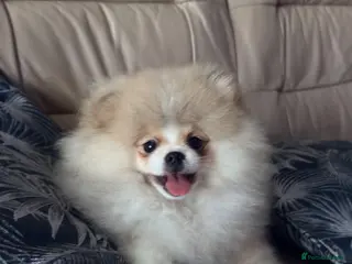 Pomeranian dogs Stunning Teddy Bear,KC Registered,Fluffy & Loving - Advert 6