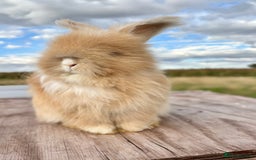 Angora rabbits for sale: Fully Vaccinated Pedigree English Angoras  - Image 29