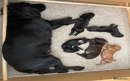 Cocker Spaniel dogs for sale: Working Cocker Spaniel puppies - Image 13