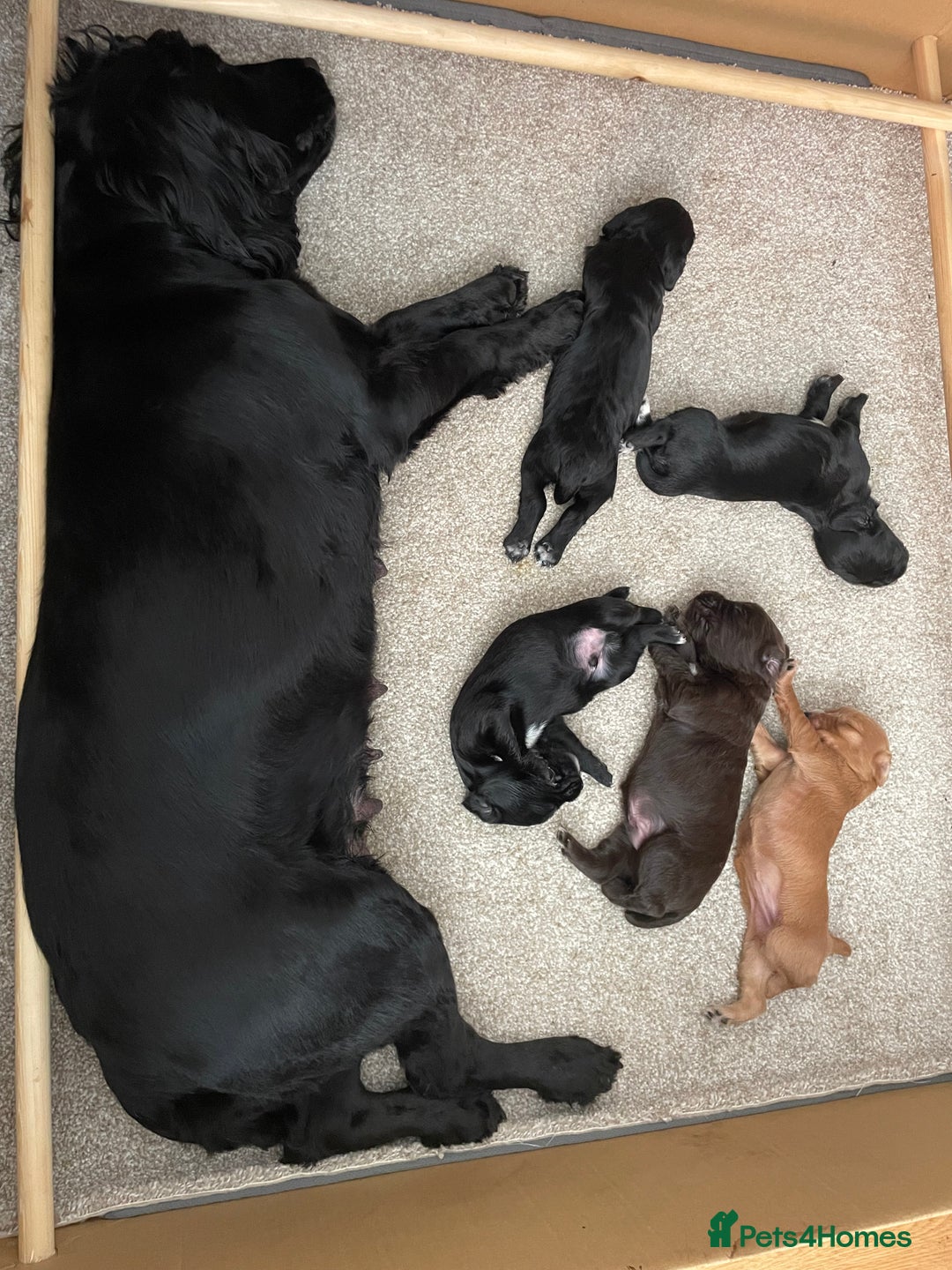 Cocker Spaniel dogs for sale: Working Cocker Spaniel puppies - Image 13