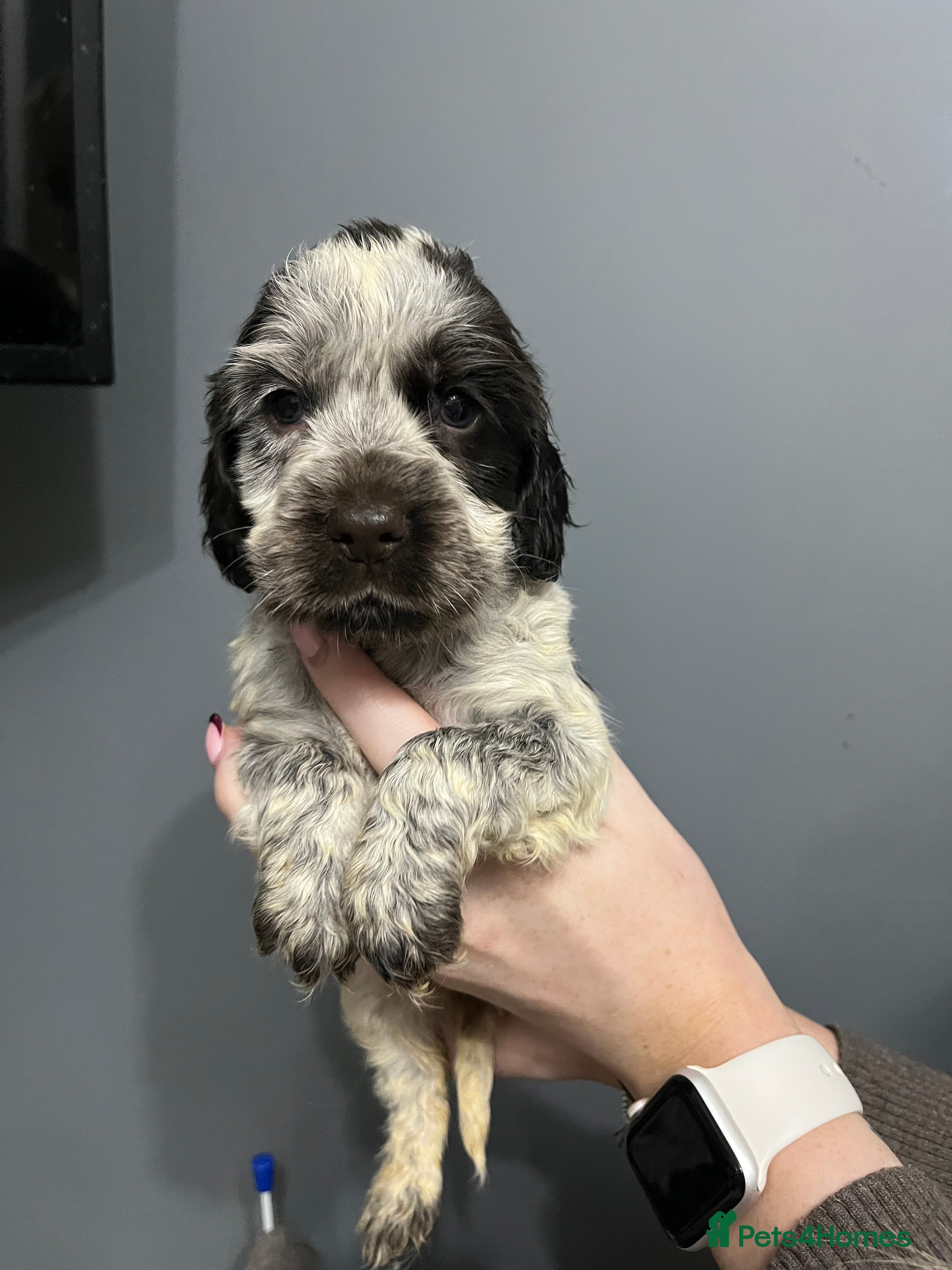 Cocker Spaniel dogs LOOK 👀 KC REG SHOW COCKER PUPS HEALTH TESTED - Advert 15