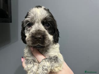 Cocker Spaniel dogs LOOK 👀 KC REG SHOW COCKER PUPS HEALTH TESTED - Advert 15