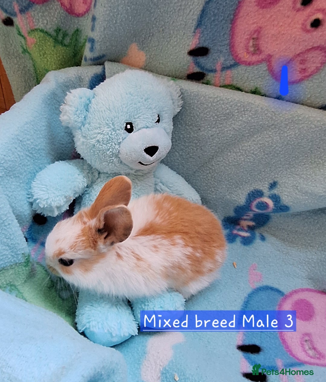 Mixed Breed rabbits for sale: 3 baby rabbits left for sale (ready now) - Image 3