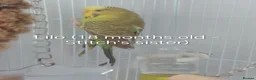 Budgerigars birds for sale: Cage, Birds, Food and Accessories in Bury - Advert 5