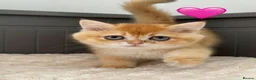 British Longhair cats for sale: Golden British BLH and BSH kittens  - Advert 8