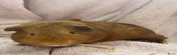 Guinea Pig rodents for sale: 4 x Guinea pig ginger boars available 12 weeks - Advert 3