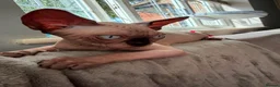 Sphynx cats for sale: Boy Sphynx Kitten  - Advert 3