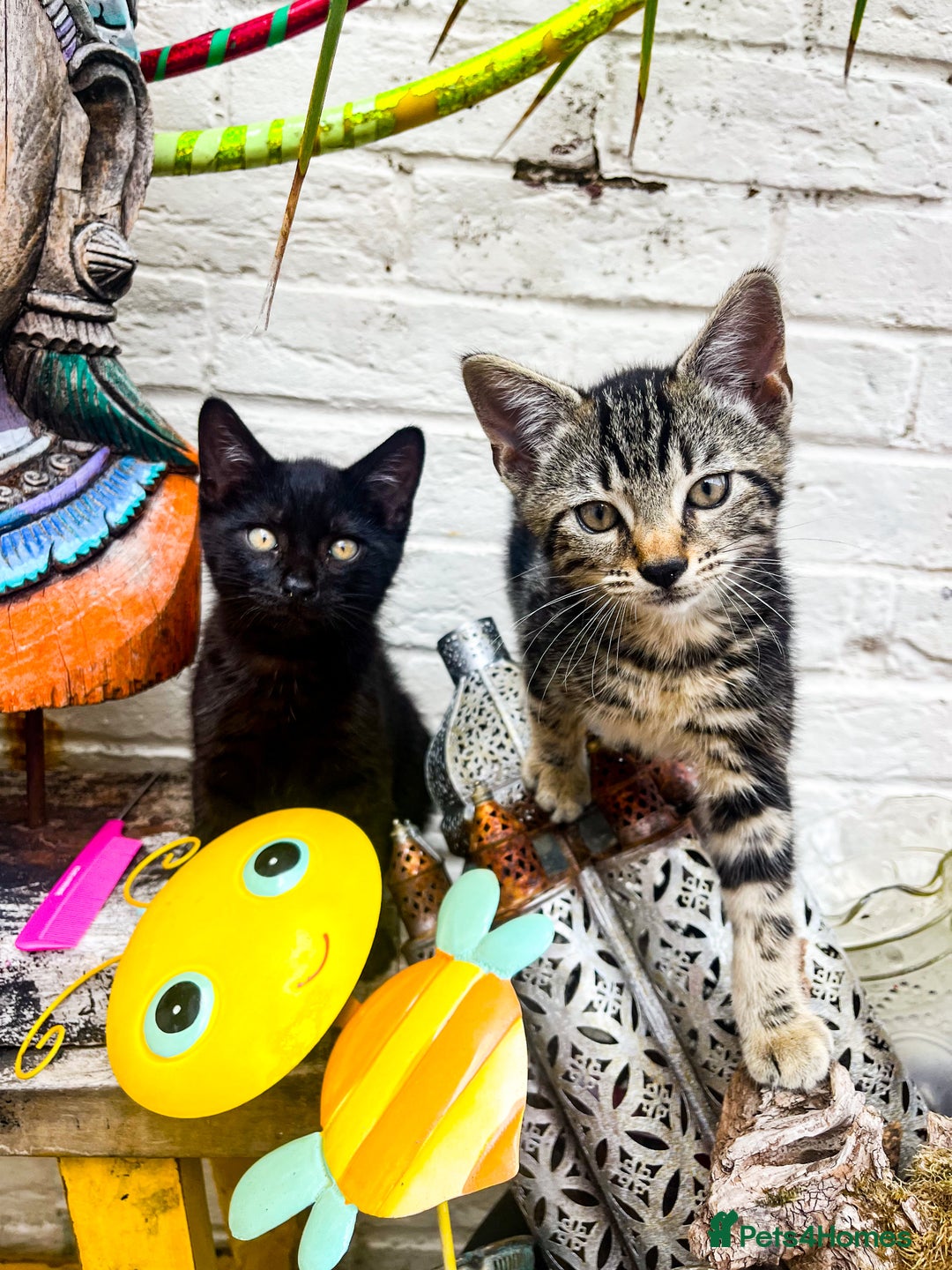 Bengal cats for sale: RARE Coats ~ Bengal/Maine Coon mix - Image 12