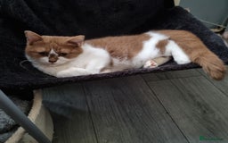 British Longhair cats for stud: British Longhair  in Holywell - Image 5