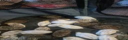Quail poultry for sale: Mixed button quail  - Advert 5