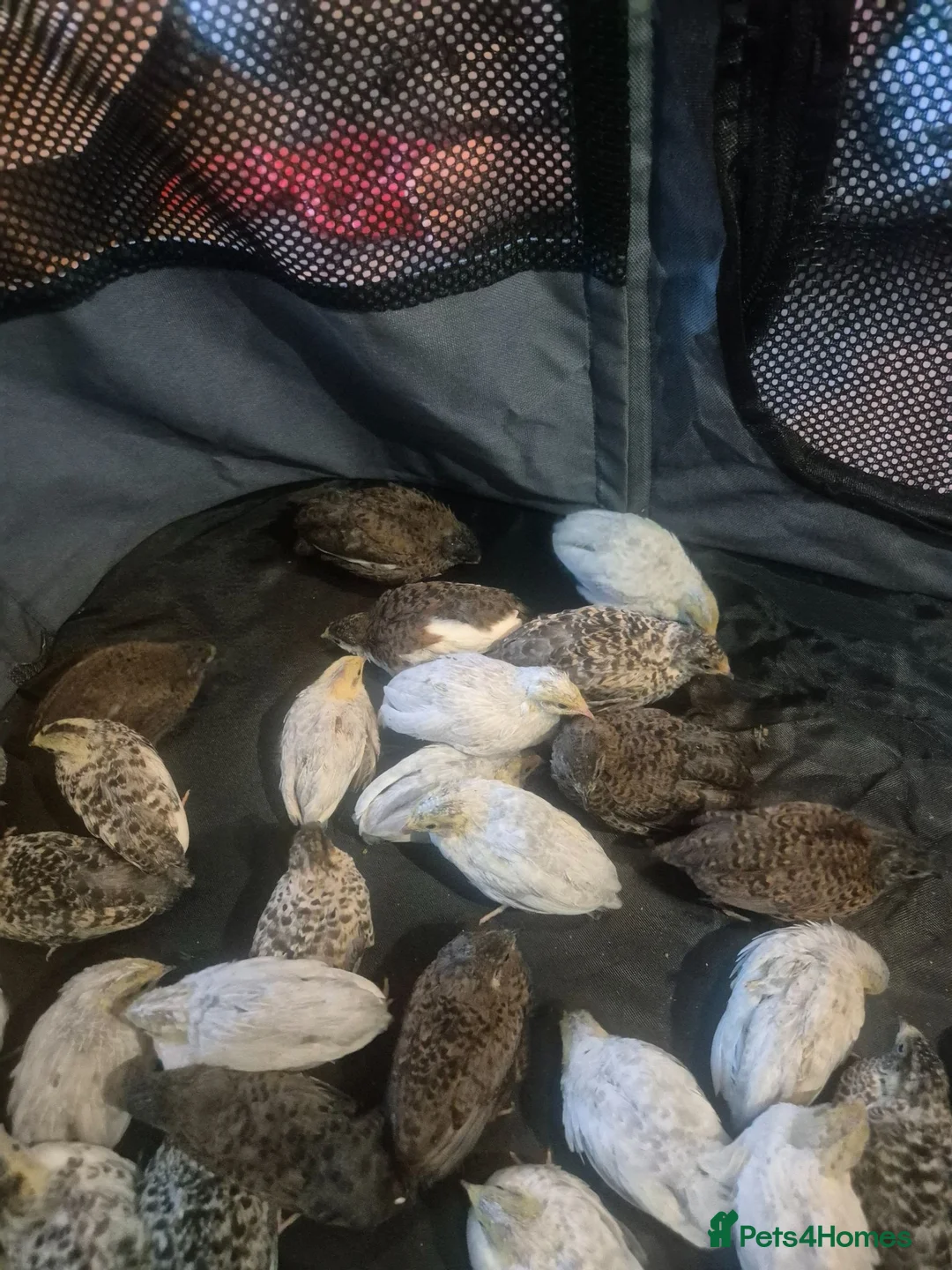 Quail poultry for sale: Mixed button quail  - Advert 5