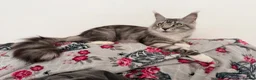 Maine Coon cats for sale: 3 stunning TICA Boys - Advert 13
