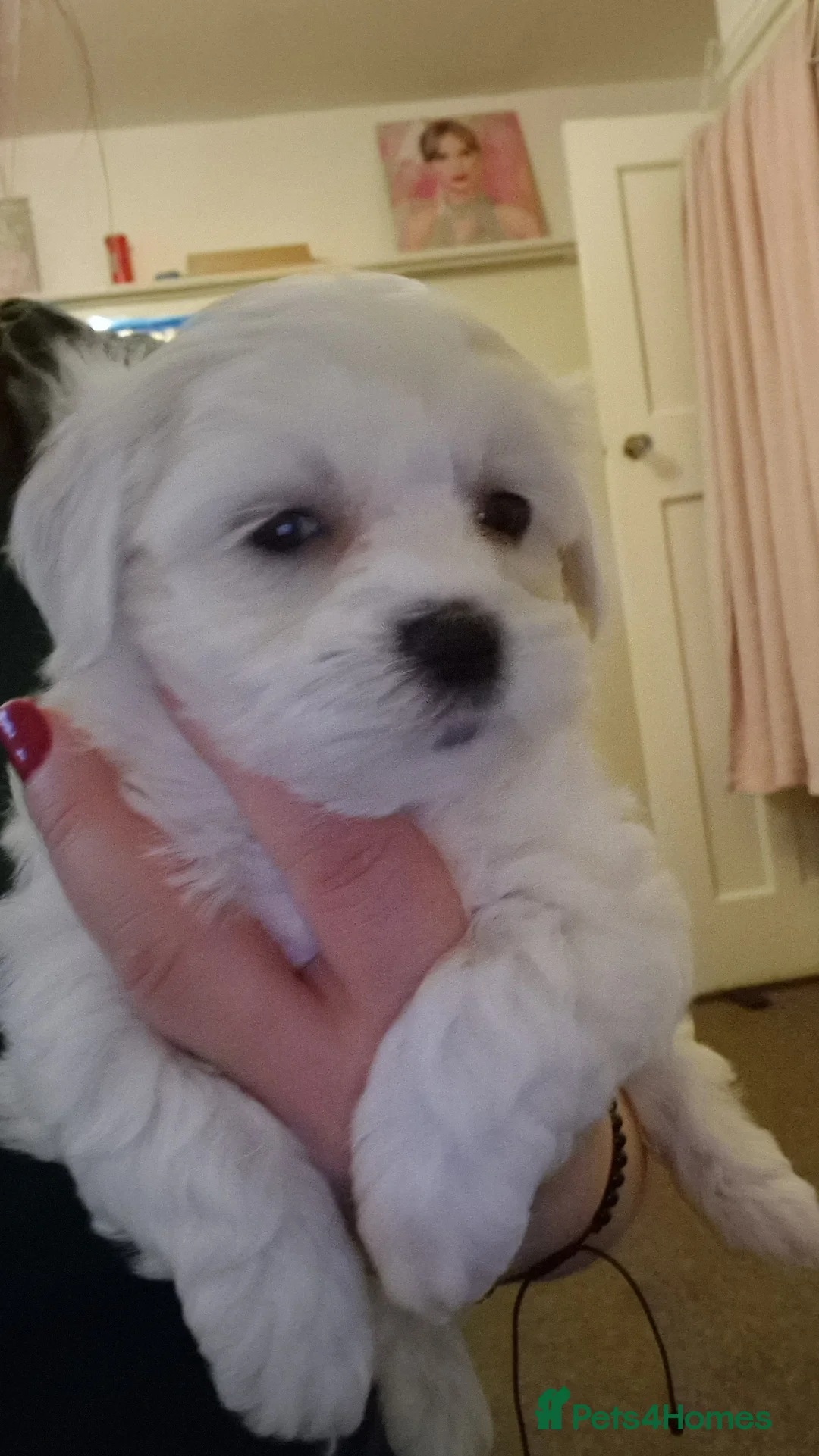 Havanese dogs for sale: Puppy bishon havanese - Advert 2