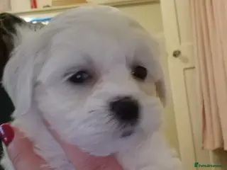 Havanese dogs Puppy bishon havanese - Advert 10