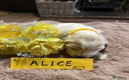 Cocker Spaniel dogs for sale: Well bred KC registered Show Cocker Spaniels - Image 3