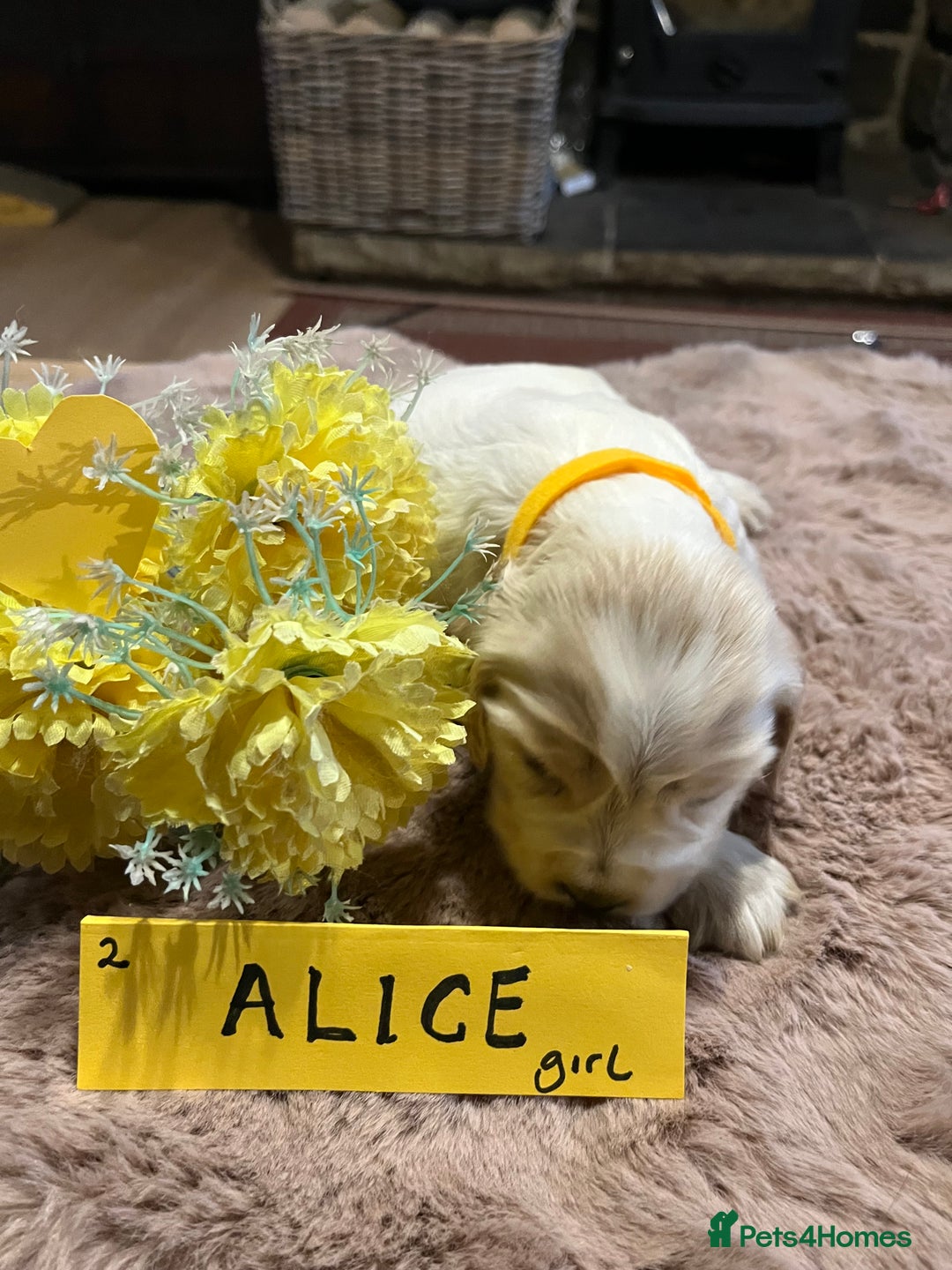Cocker Spaniel dogs for sale: Well bred KC registered Show Cocker Spaniels - Image 3