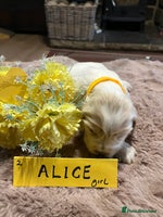 Cocker Spaniel dogs - Advert 8