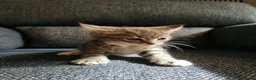 Mixed Breed cats for sale: Beautiful Kittens  - Advert 9