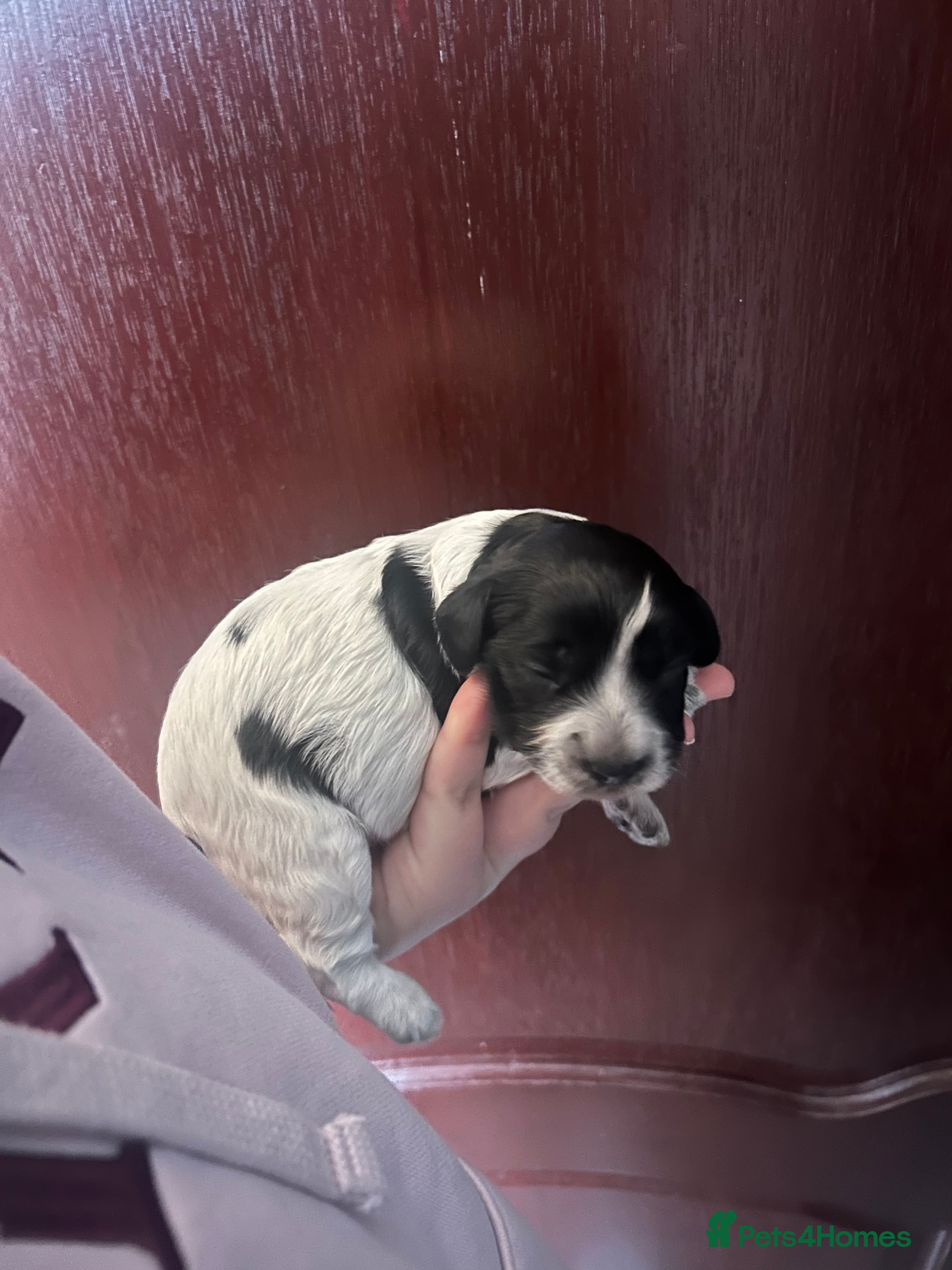 Mixed Breed dogs Cockalier-poo - Advert 1