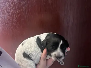 Mixed Breed dogs Cockalier-poo - Advert 1