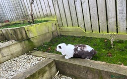 Mini Lop rabbits for sale: Minilops male and female  - Advert 19