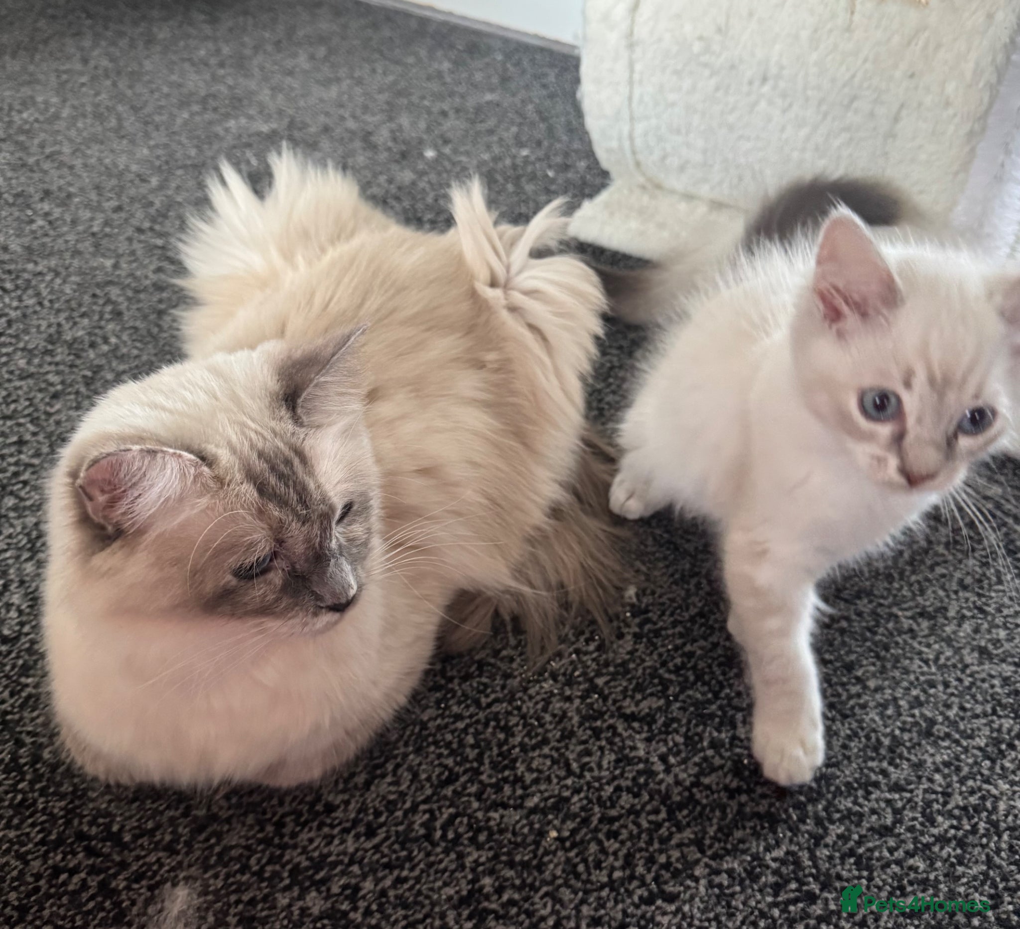 Ragdoll cats for sale: Ready to leave- 2 pedigree Ragdoll Boys - Advert 4