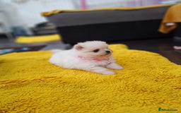 Pomeranian dogs for sale: Exellent quality mini ** pomeranian puppies  - Image 3