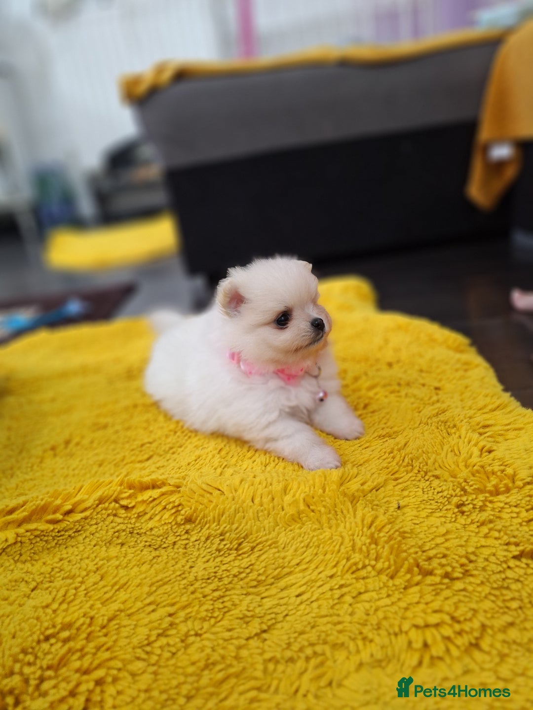 Pomeranian dogs for sale: Exellent quality mini ** pomeranian puppies  - Image 3