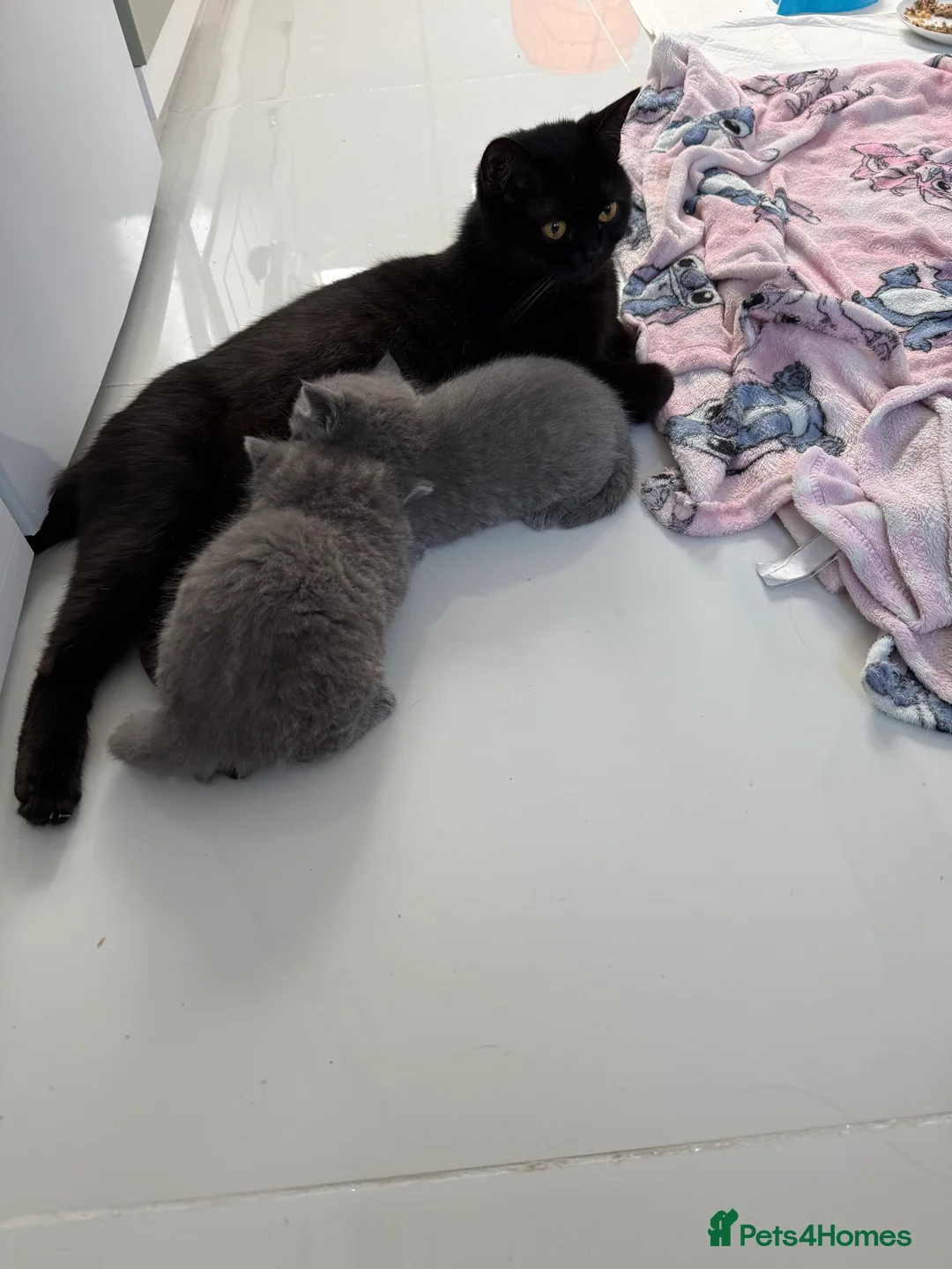 British Shorthair cats for sale: British shorthair  - Advert 2