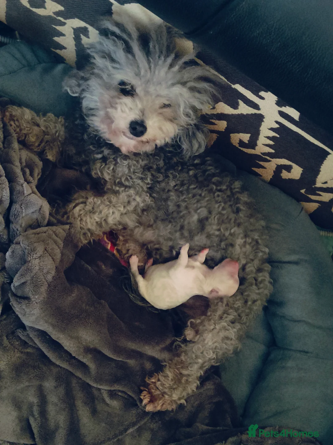 Cavapoo dogs for sale: Adorable Cavapoo Girl Cream/White, Ready soon  - Advert 11