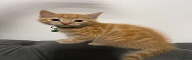 Green collar boy