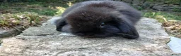Mini Lop rabbits for sale: Stunning pure bred mjni lop baby rabbits in Llanelli - Advert 6