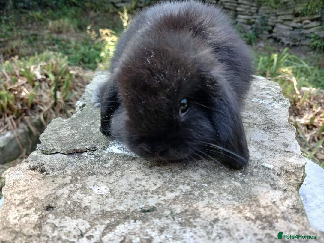 Mini Lop rabbits for sale: Stunning pure bred mjni lop baby rabbits in Llanelli - Advert 6