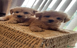 Maltipoo dogs for sale: Maltipoo babies  - Image 7