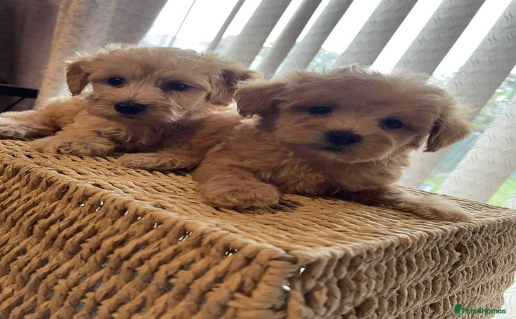 Maltipoo dogs - Advert 14