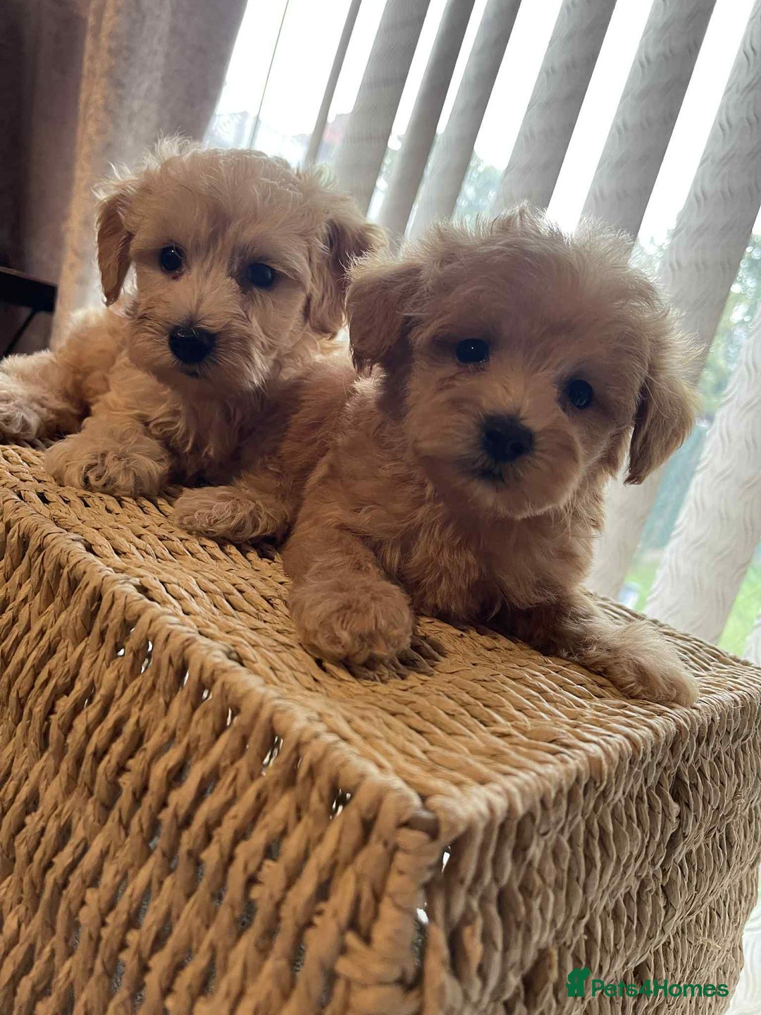 Maltipoo dogs for sale: Maltipoo babies  - Image 7